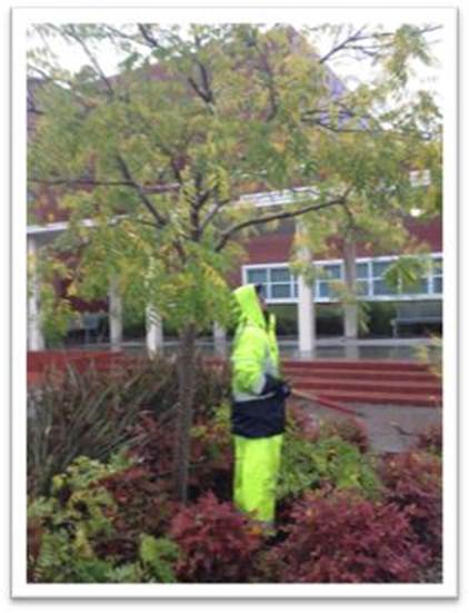 Description: Civic Center tree pruning